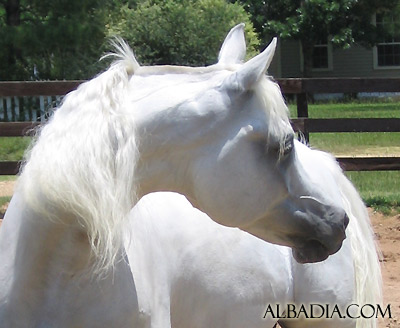 Al Adeed Al Shaqab ( Ansata Halim Shah x Sundar Alisayyah )